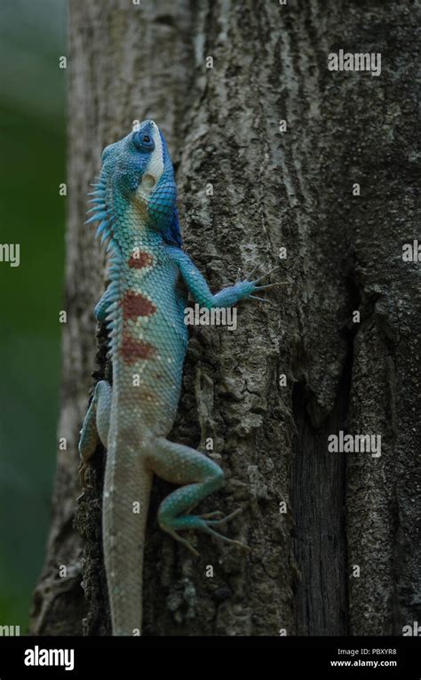 Blue Crested Lizard Or Indo Chinese Forest Lizard On A Tree Calotes