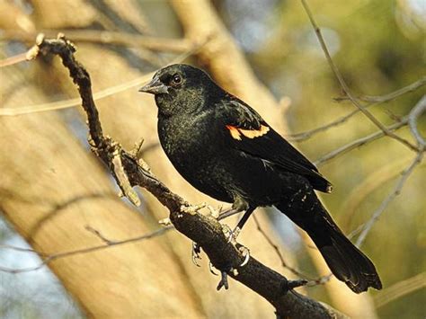 Common Maryland Backyard Birds Birdseed And Binoculars