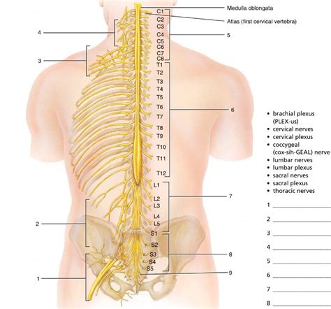 Spinal Nerves Brachial Plexus Lumbar Plexus Cevical Plexus And The