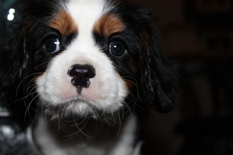 Find a cavalier king charles spaniel puppy from reputable breeders near you and nationwide. Cavalier King Charles Breeder, Texas has puppies for Sale ...