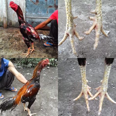 Selamat Datang Sedulur Memilih Kaki Ayam Bangkok Yang Bagus
