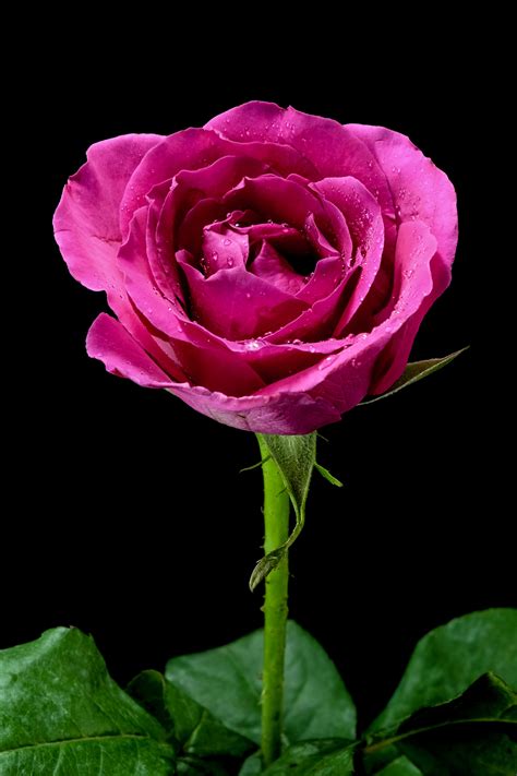 Gambar Menanam Ungu Daun Bunga Berwarna Merah Muda Bunga Bunga