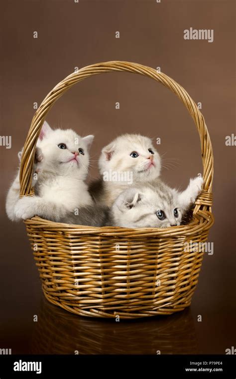 Kittens In Basket Hi Res Stock Photography And Images Alamy