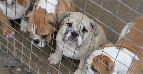 Vets Help Vile Gangs Smuggle Sick Puppies Into Britain To Sell For Up To £1 500 Each Mirror Online