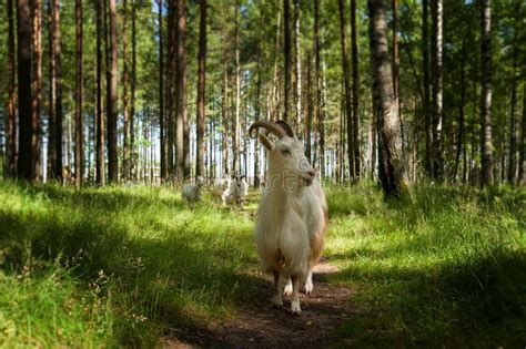 Goat Group Stock Photo Image Of Summer Field Pets 42074874