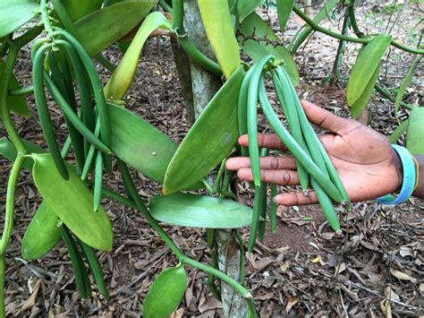 How to Grow Vanilla Like an Expert | Dengarden