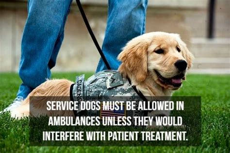 Infinitely Loyal Facts About Service Dogs 15 Pics 8 S