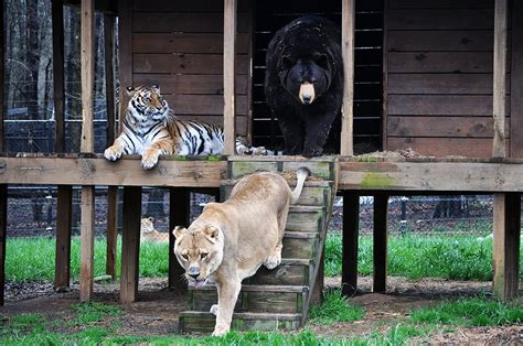 Lion Tiger And Bear Lived Like Brothers For 15 Years — Oh My