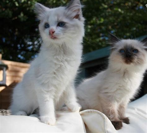 Ragdoll Cats For Sale San Diego Ca 262815 Petzlover
