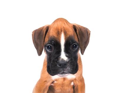 Boxer Facts Archives Boxer Dog Diaries