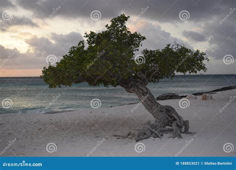 Divi Trees On The Beach Of Aruba Island At Sunset Stock Image Image