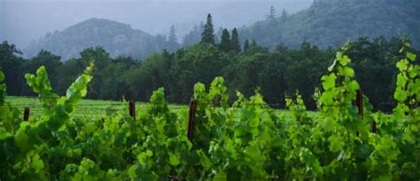 Explore Howell Mountain Wineries In 2 Days