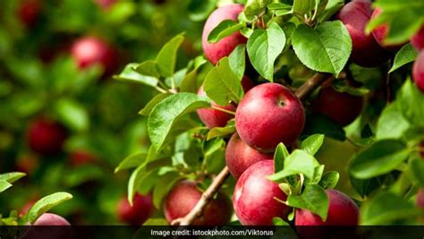 5 Most Popular Fruit Bearing Trees And Their Benefits Pinfaves