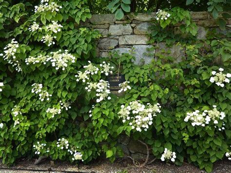 26 Climbing Plants And Flowers For Shade Best Shade Loving Vines