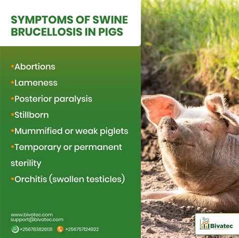 Understanding Swine Brucellosis And Swine Dysentery Diseases In Pigs