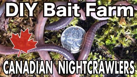 Raising Canadian Nightcrawlers At Home Diy Dew Worm Farm Worm Farm