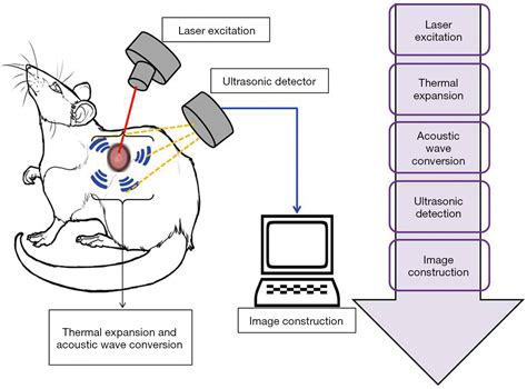 Functional Probes For Cardiovascular Molecular Imaging Zeng