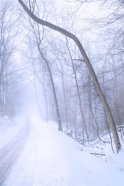 Winter Fog Tree Snow Covered Road Photography By John Holliger