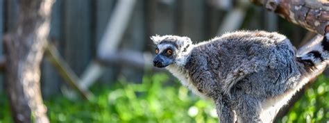 Animals Of Madagascar Charles Paddock Zoo Your Central Coast Zoo