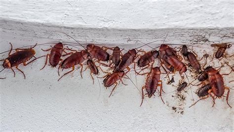 Is It Dangerous To Have Roaches In My Fort Worth Home