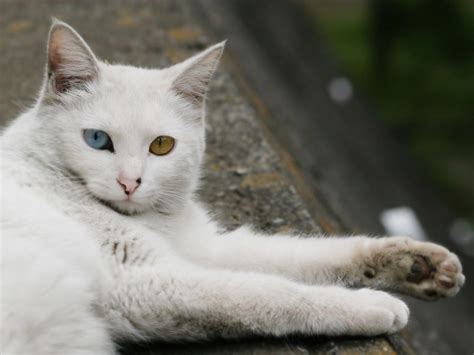 Turkish Angora Pictures Quality Pictures On Animal Picture Society