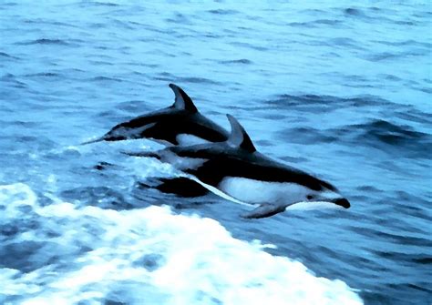Dolphins Animal Jumping Suzys Animals Of The World Blog October