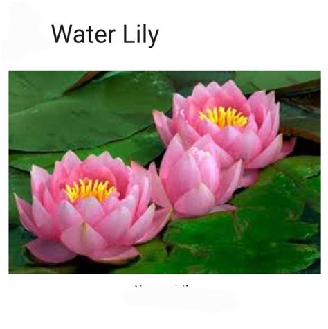 An Alphabetical List Of Tropical Flower Names With Facts And Pictures