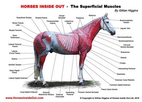 Horse Anatomy Allpony