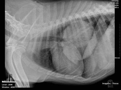 How much does a cat xray cost? Lung Cancer In Cats Treatment | David Simchi-Levi
