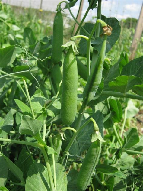Little Marvel Pea Pisum Sativum Seeds Plants Vegetable Seed