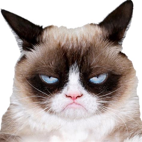 Grumpy Cat On Twitter