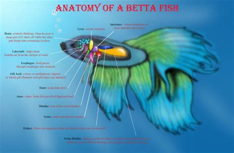 Anatomy Of A Betta Fish Betta Fish Betta Betta Fish Tank