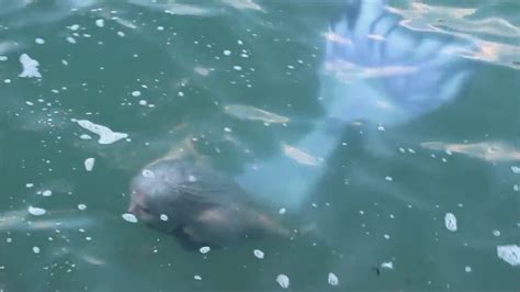 Sea Monsters In Lake Michigan Real Live Siren Mermaid Sighting