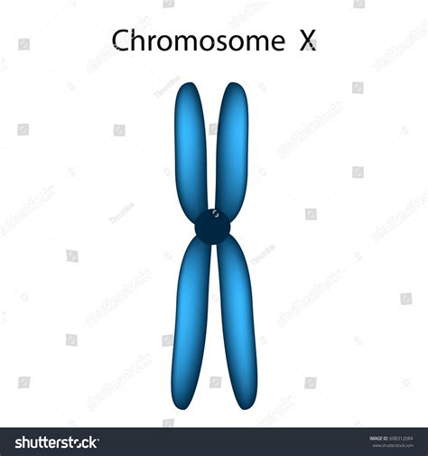 Structure Chromosome X Infographics Vector Illustration Stock Vector