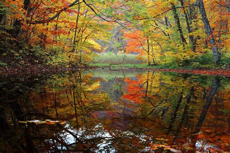 Wallpaper Sunlight Landscape Reflection Branch River Tree