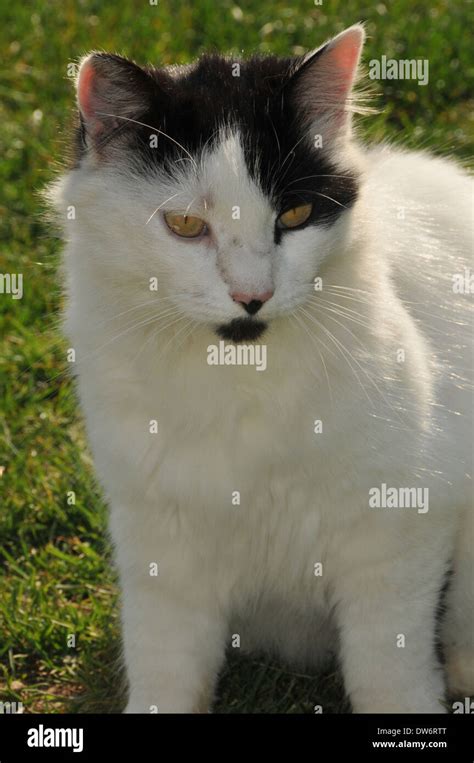 Barn Farm Cat Stock Photo Alamy