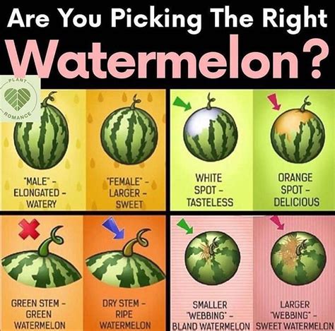 How To Choose The Perfect Watermelon Coolguides Watermelon Plant