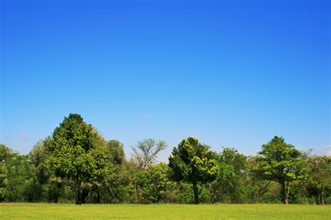 Free Photo Trees And Sky Amazing Rocks Tree Free Download Jooinn