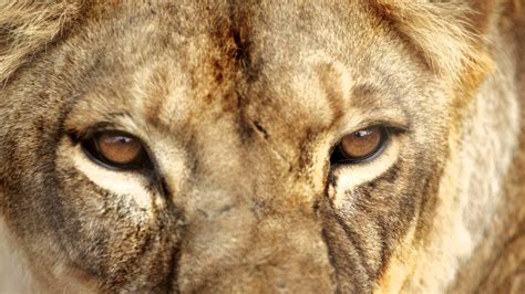 Lion Eyes Wallpapers Top Free Lion Eyes Backgrounds Wallpaperaccess