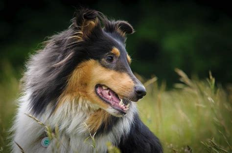 Adopt A Dog Top 10 Most Loyal Dog Breeds