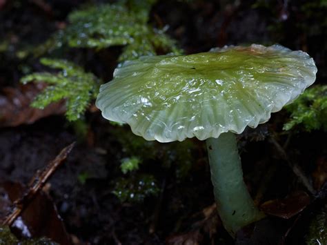 Photography What Make These Mushrooms Stunning