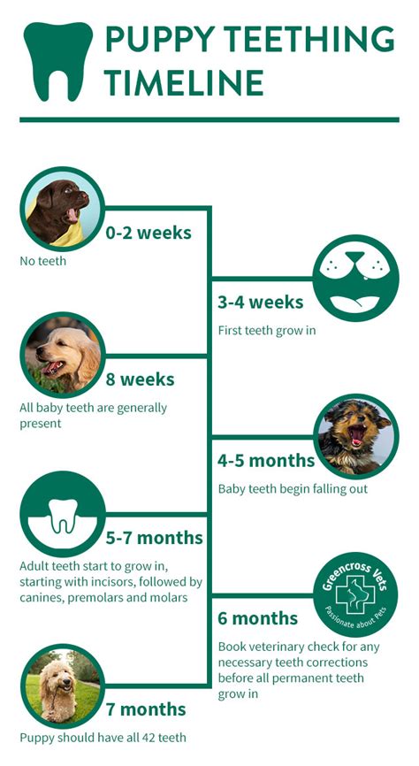 Puppy Teeth Age Chart
