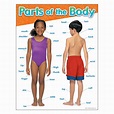 Learning Chart Parts of the Body T38048 — TREND enterprises, Inc.