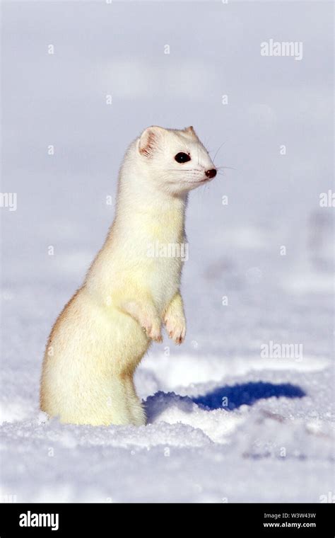 Stoat Short Tailed Weasel Hermelin Mustela Erminea Im Winterfell