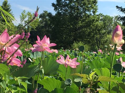 Escaping To The Kenilworth Aquatic Gardens Hillrag