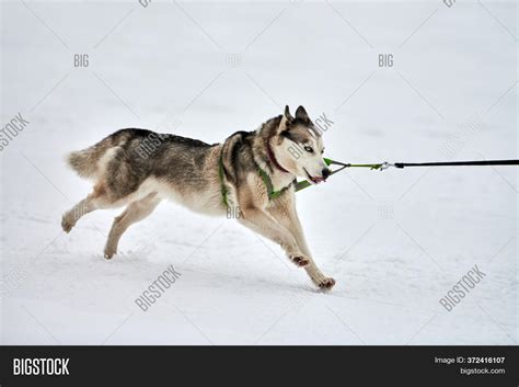 Running Husky Dog On Image And Photo Free Trial Bigstock