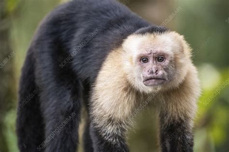 Everything You Need To Know About The Famous Capuchin 58 Off