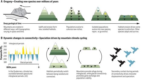 Building Mountain Biodiversity Geological And Evolutionary Processes