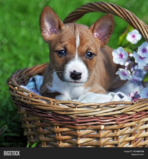 Nice Red Basenji Dog Image And Photo Free Trial Bigstock