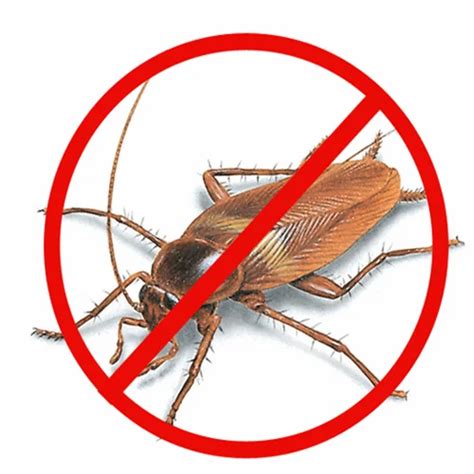 Cockroaches Pest Control Service At Rs 20001 Bhk कॉकरोच पेस्ट कंट्रोल सर्विस कॉकरोचेस पेस्ट